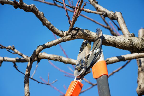Tree Pruning in Riverton