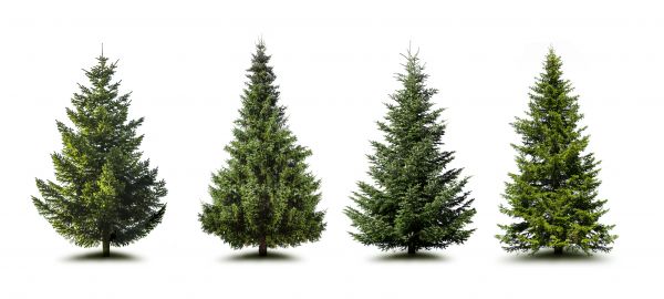 Cost of Pine Tree Trimming in Riverton