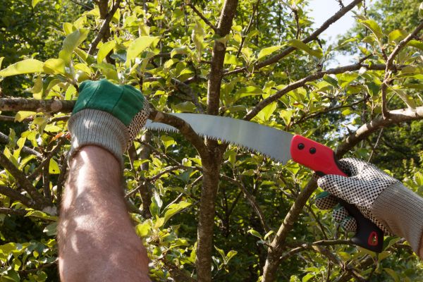 Apple Tree Trimming in Riverton