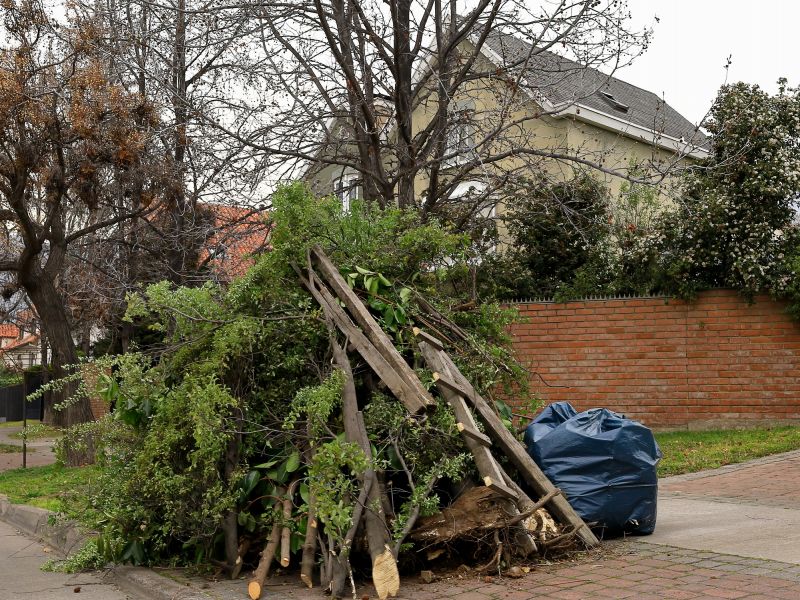 Cleanup of Fallen Tree Debris