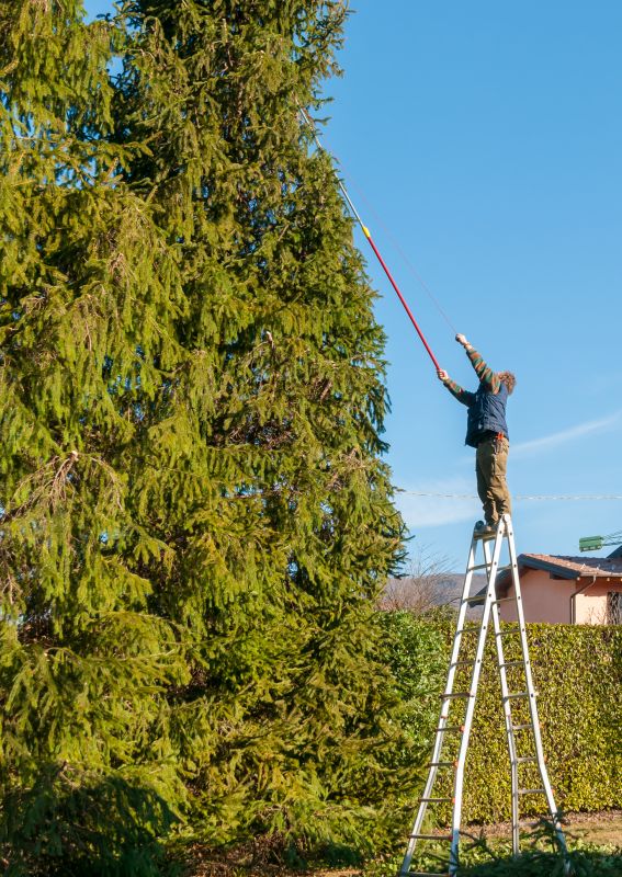 Healthy Trees After Trimming