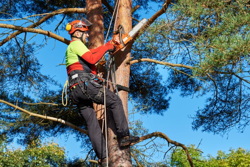 Tree Trimming Process