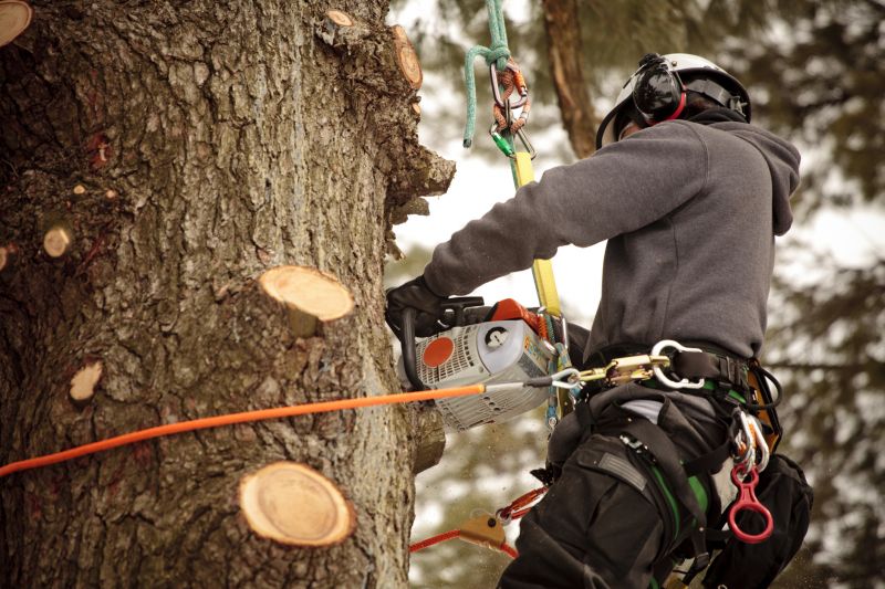 Specialized Tree Care Teams