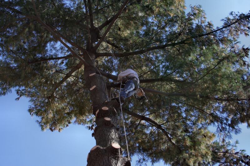 Urban Tree Management Services